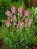 Corydalis beth evans solida