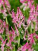 Corydalis beth evans solida