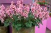 Corydalis beth evans solida