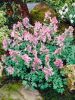 Corydalis beth evans solida