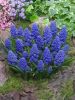 Muscari blue spike armeniacum