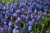 Muscari latifolium