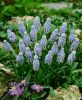 Muscari valerie finnis