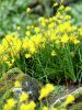 Golden bells bulbocodium