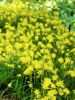 Golden bells bulbocodium