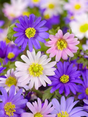 Anemone bulbs - Buy anemones online for competitive prices | BULBi UK