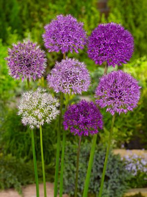 Large flowering mix