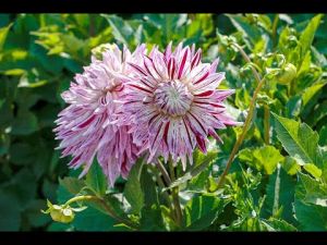 Picking garden mix deluxe