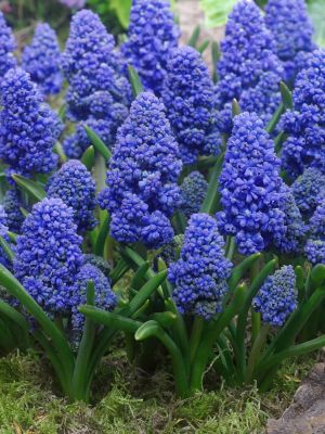 Muscari blue spike armeniacum