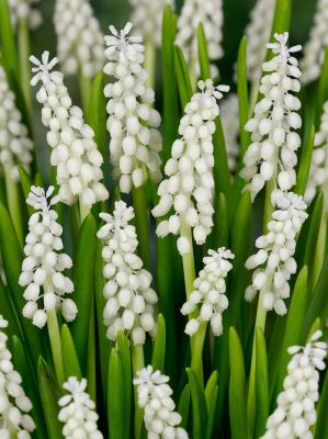 Muscari botryoides album