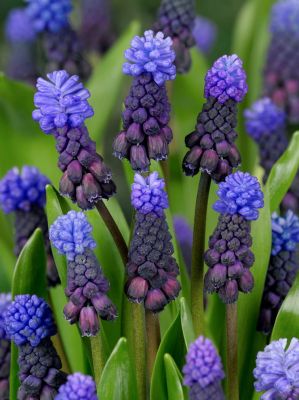 Muscari latifolium