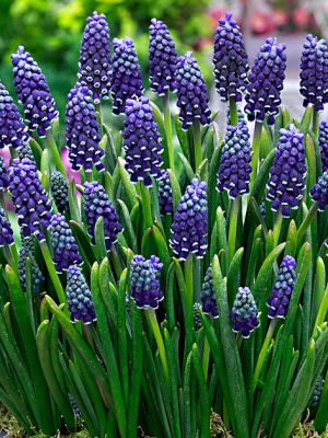 Muscari night eyes