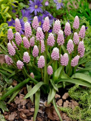 Muscari pink sunrise