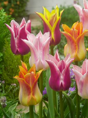 Lily flowering mixed