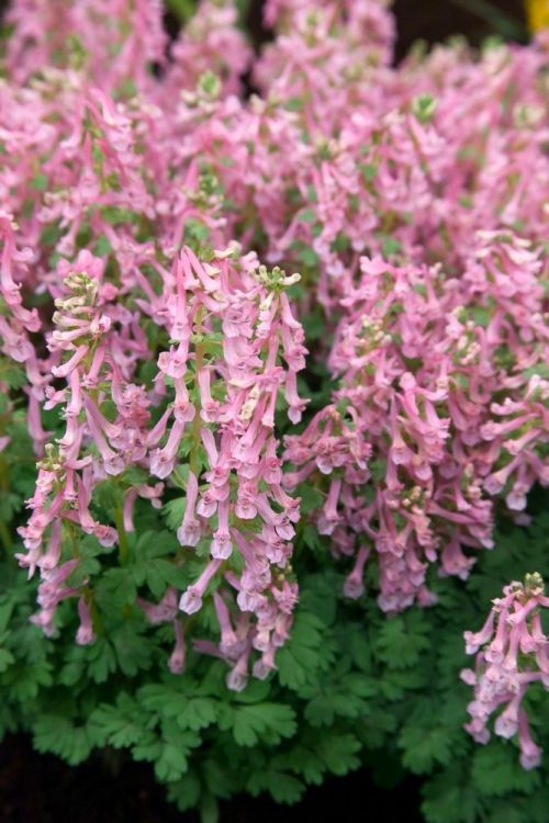 Corydalis beth evans solida