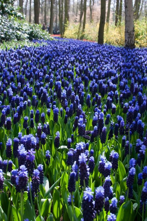 Muscari latifolium