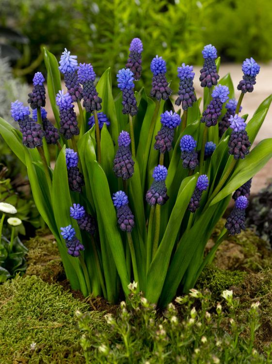 Muscari latifolium