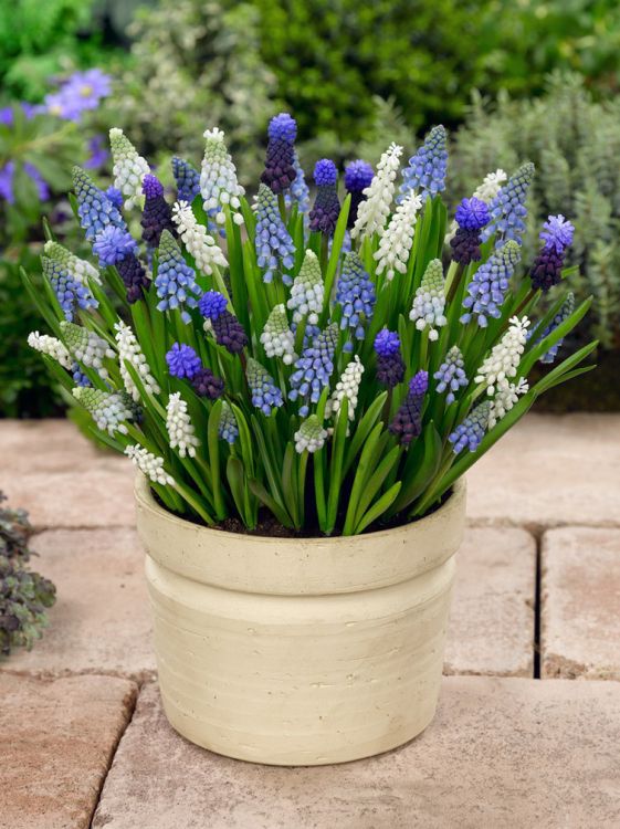 Muscari mixed