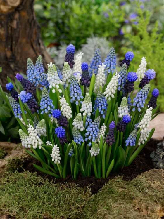 Muscari mixed