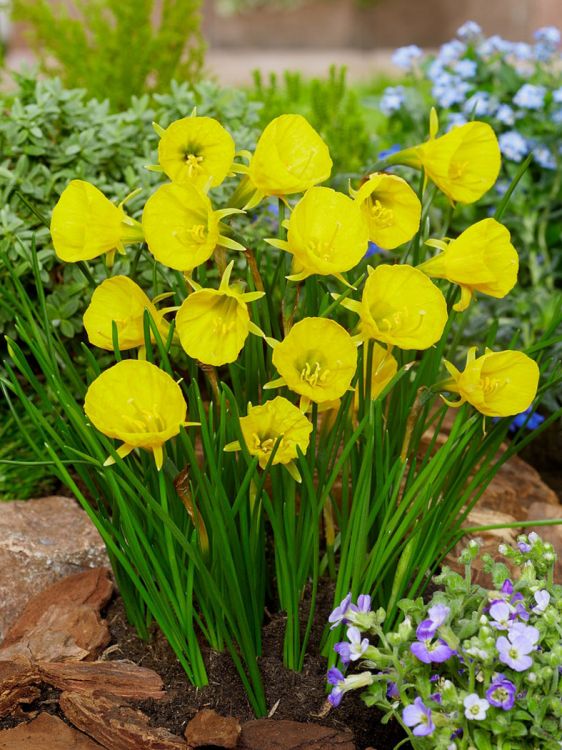 Golden bells bulbocodium