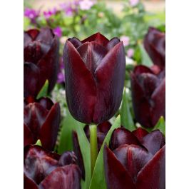 Tulipa Black Jack | BULBi UK